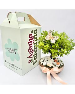 bonsai buxus en matera artesanal con decoración y envio a domicilio en Bogota - plantas para regalar en bogota